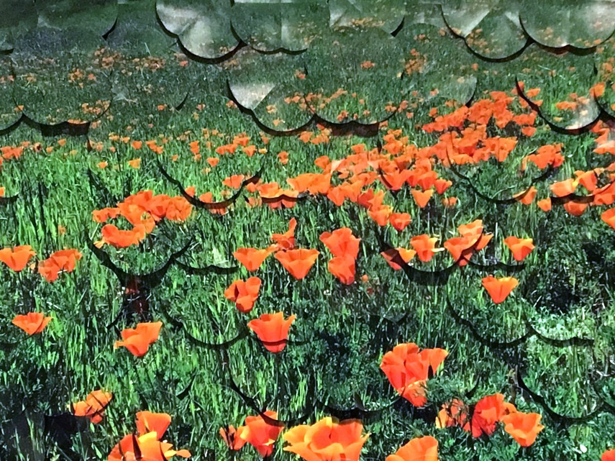 Diablo Poppies