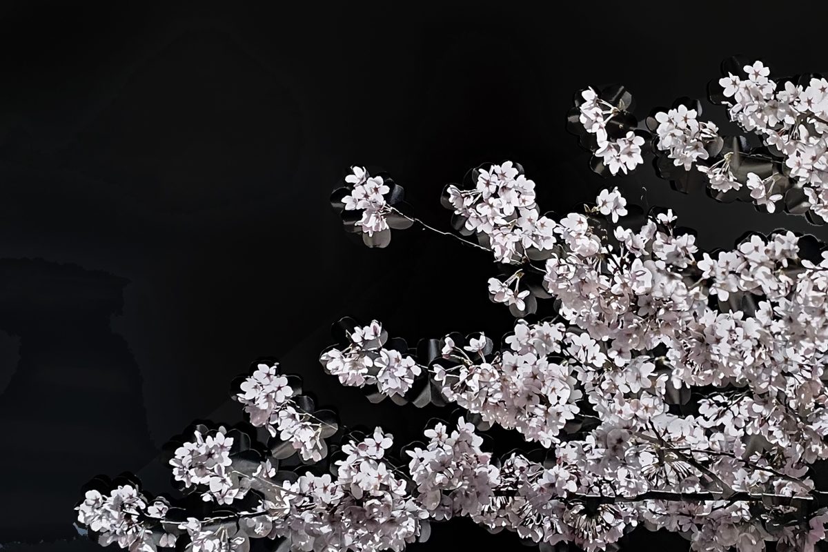 Sakura