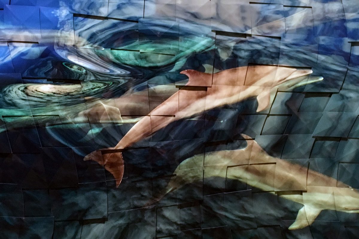 Spotted Dolphins