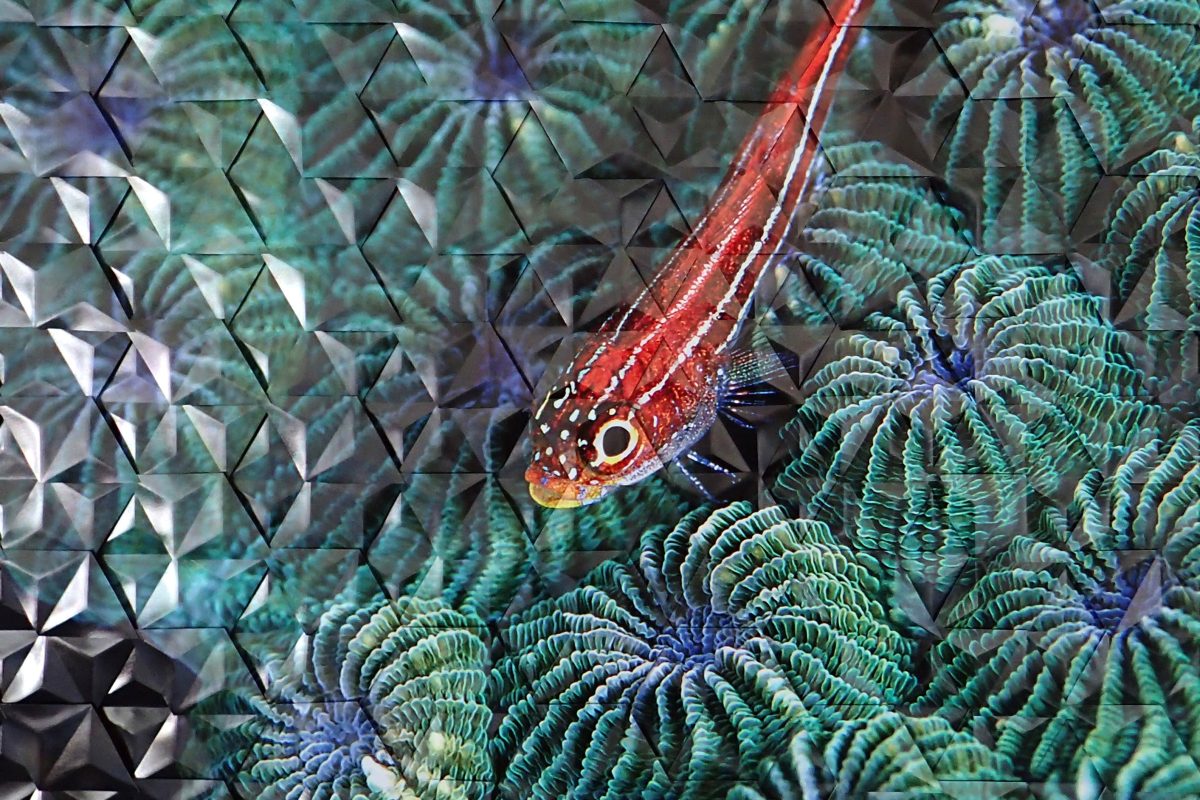 Triple Fin on Star Coral